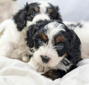 Bernedoodle Puppies